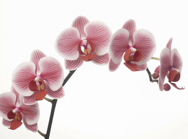 Delicate orchidee in leggera fioritura Delicate orchidee in leggera fioritura