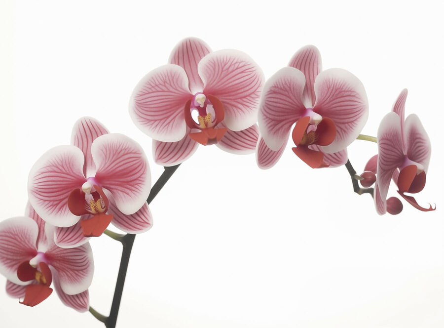 Delicate orchidee in leggera fioritura