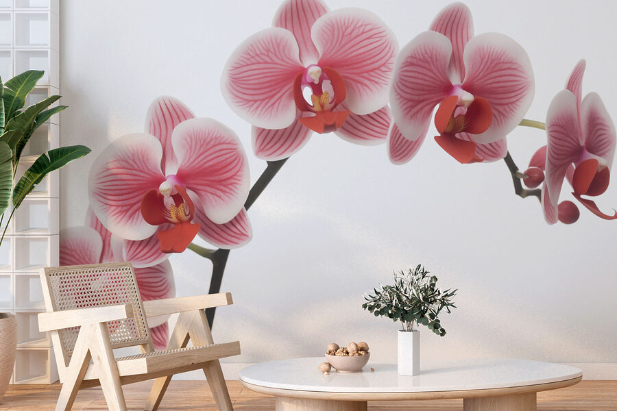 Delicate orchidee in leggera fioritura