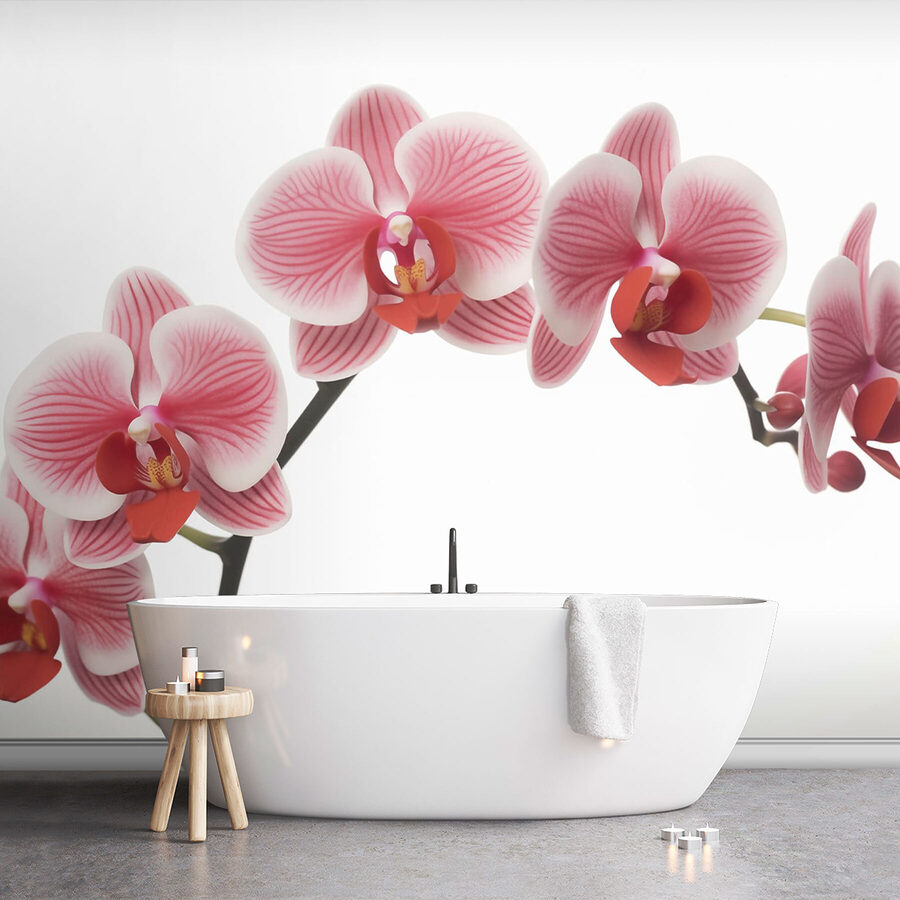 Delicate orchidee in leggera fioritura