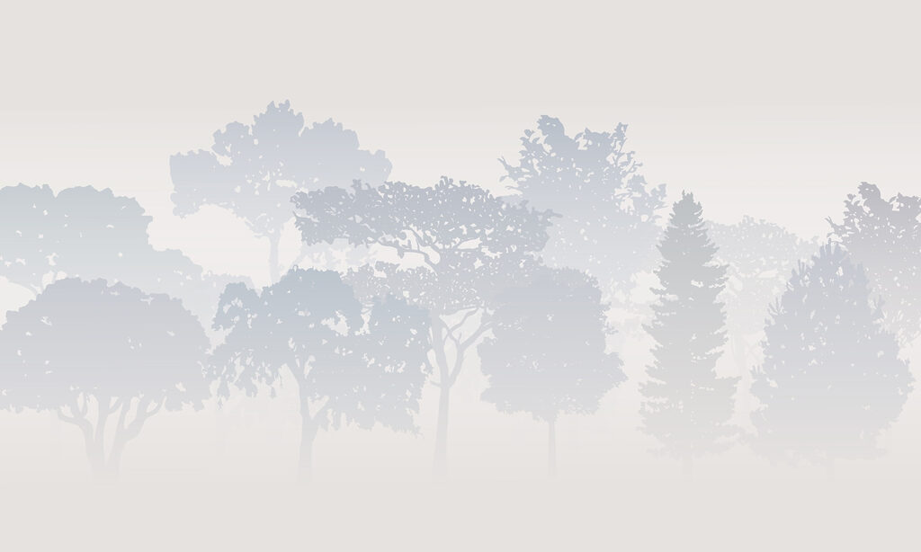 Gruppo di alberi nella nebbia Gruppo di alberi nella nebbia