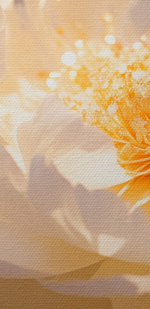 Delicate petals in soft hues