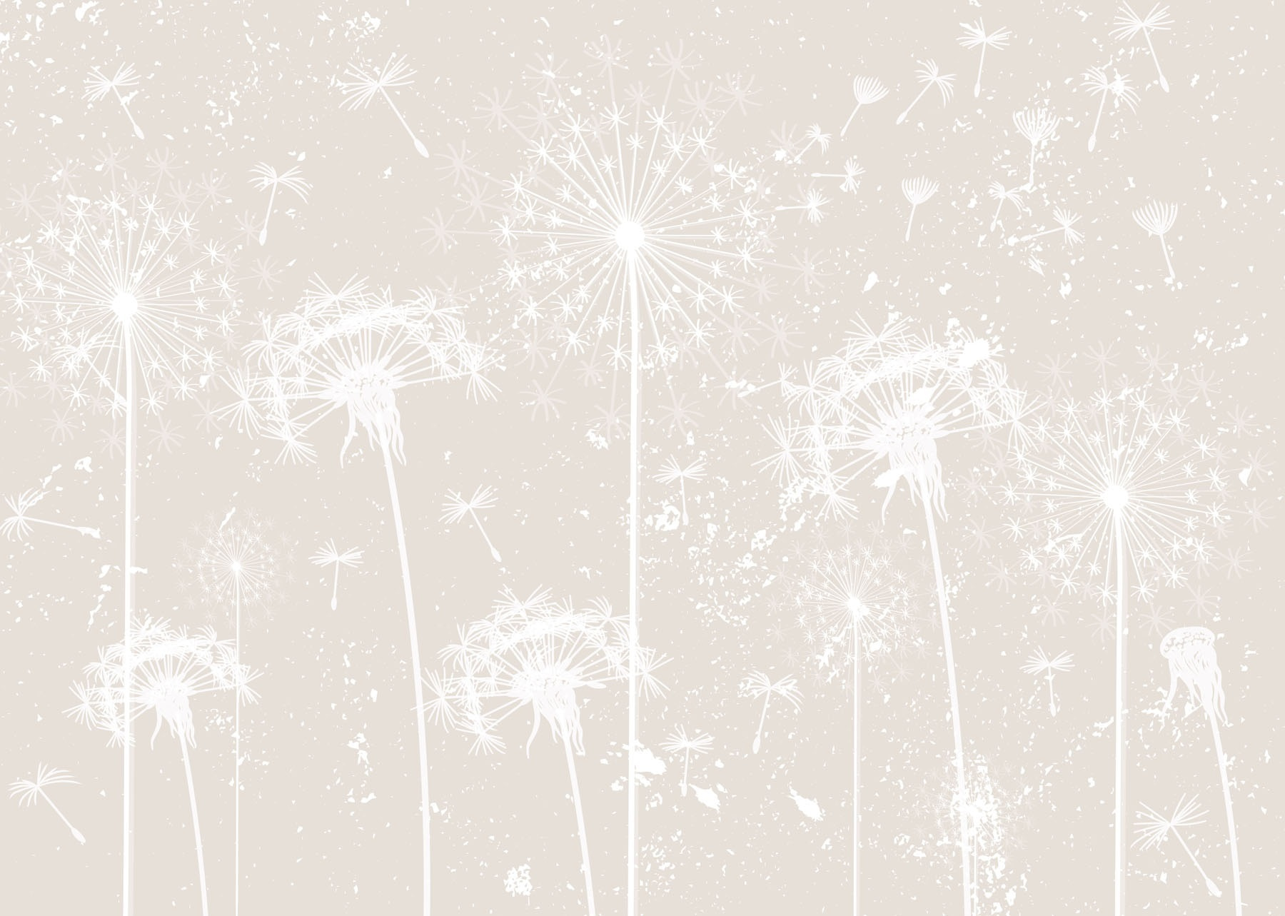 White dandelion flowers White dandelion flowers