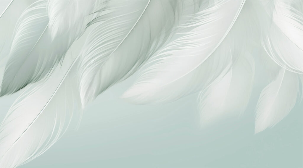 Piume bianche su sfondo bianco Piume bianche su sfondo bianco