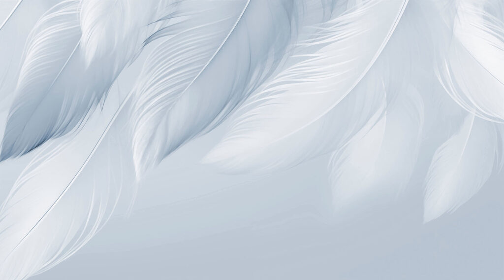 Piume bianche su sfondo bianco Piume bianche su sfondo bianco