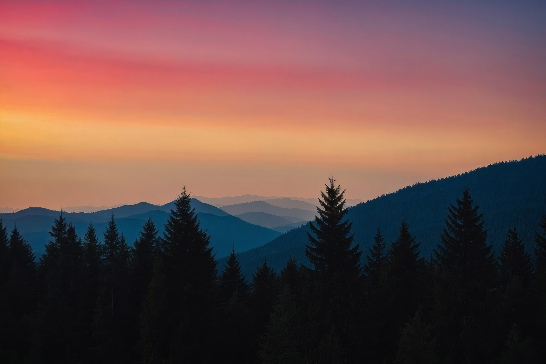 Group of trees in a forest