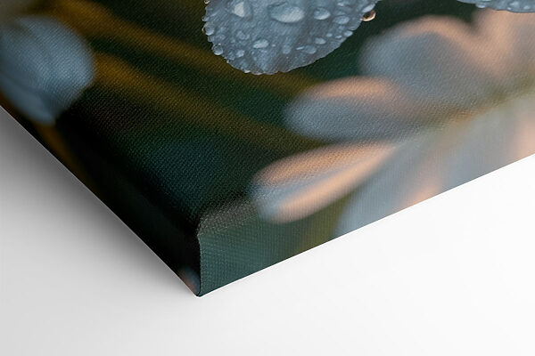 Delicate petals adorned with droplets Delicate petals adorned with droplets