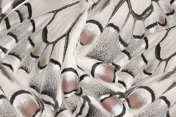 Disegni intricati in un tessuto delicato. Disegni intricati in un tessuto delicato.