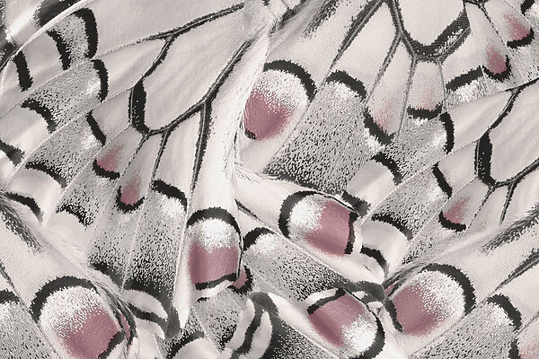 Gli intricati schemi della natura si dispiegano magnificamente. Gli intricati schemi della natura si dispiegano magnificamente.