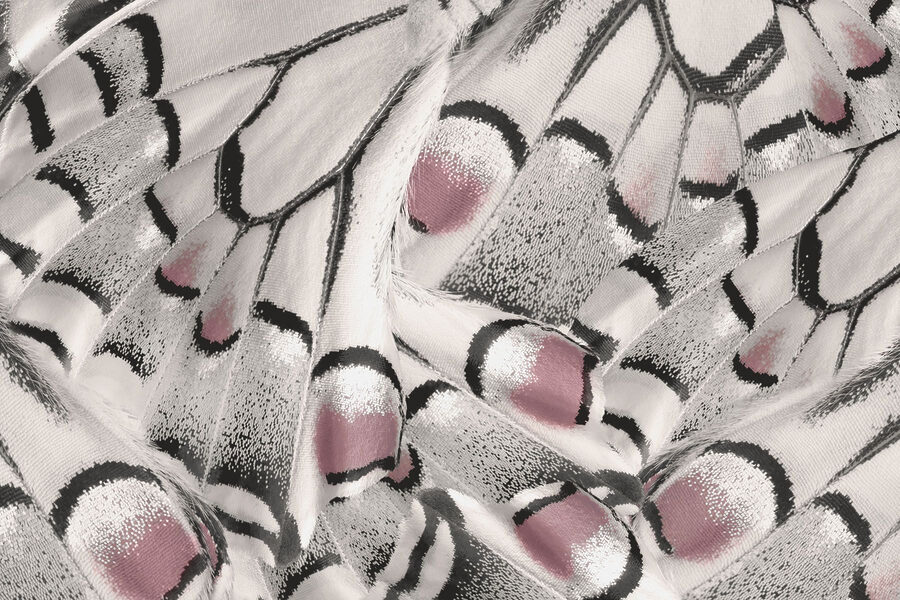 Gli intricati schemi della natura si dispiegano magnificamente.