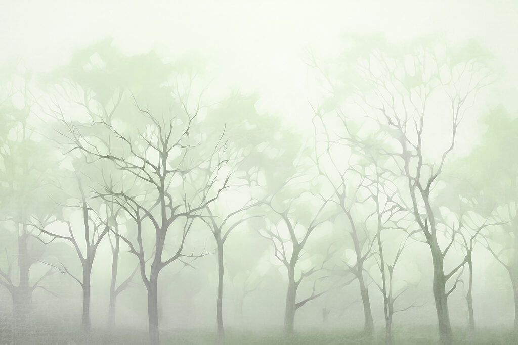 Gruppo di alberi nella nebbia Gruppo di alberi nella nebbia