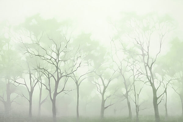 Gruppo di alberi nella nebbia Gruppo di alberi nella nebbia