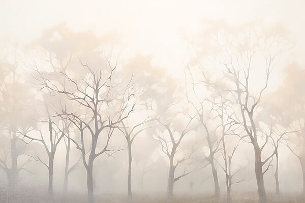 Gruppo di alberi nella nebbia Gruppo di alberi nella nebbia