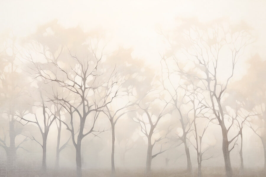 Gruppo di alberi nella nebbia