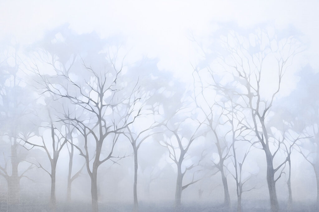 Gruppo di alberi nella nebbia Gruppo di alberi nella nebbia