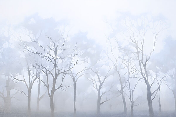 Gruppo di alberi nella nebbia Gruppo di alberi nella nebbia