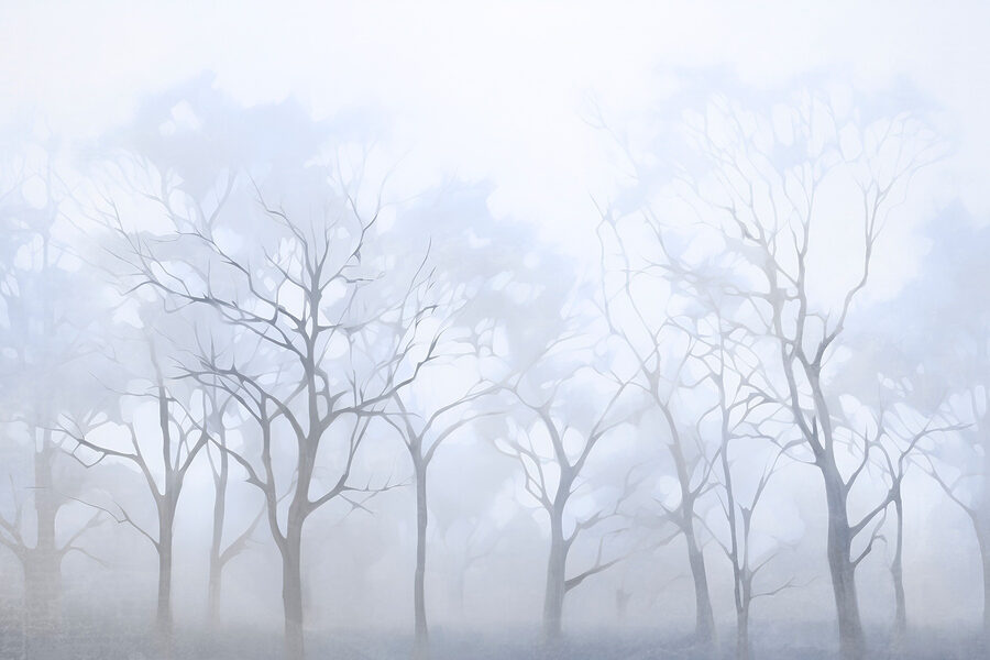 Gruppo di alberi nella nebbia Gruppo di alberi nella nebbia