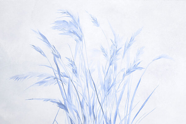 Erbe delicate in tonalità tenui. Erbe delicate in tonalità tenui.