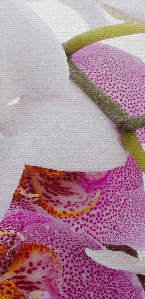A close up of flowers
