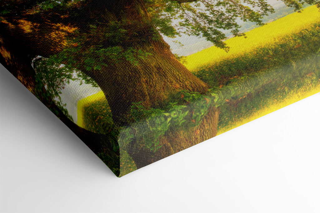 A tree in a field