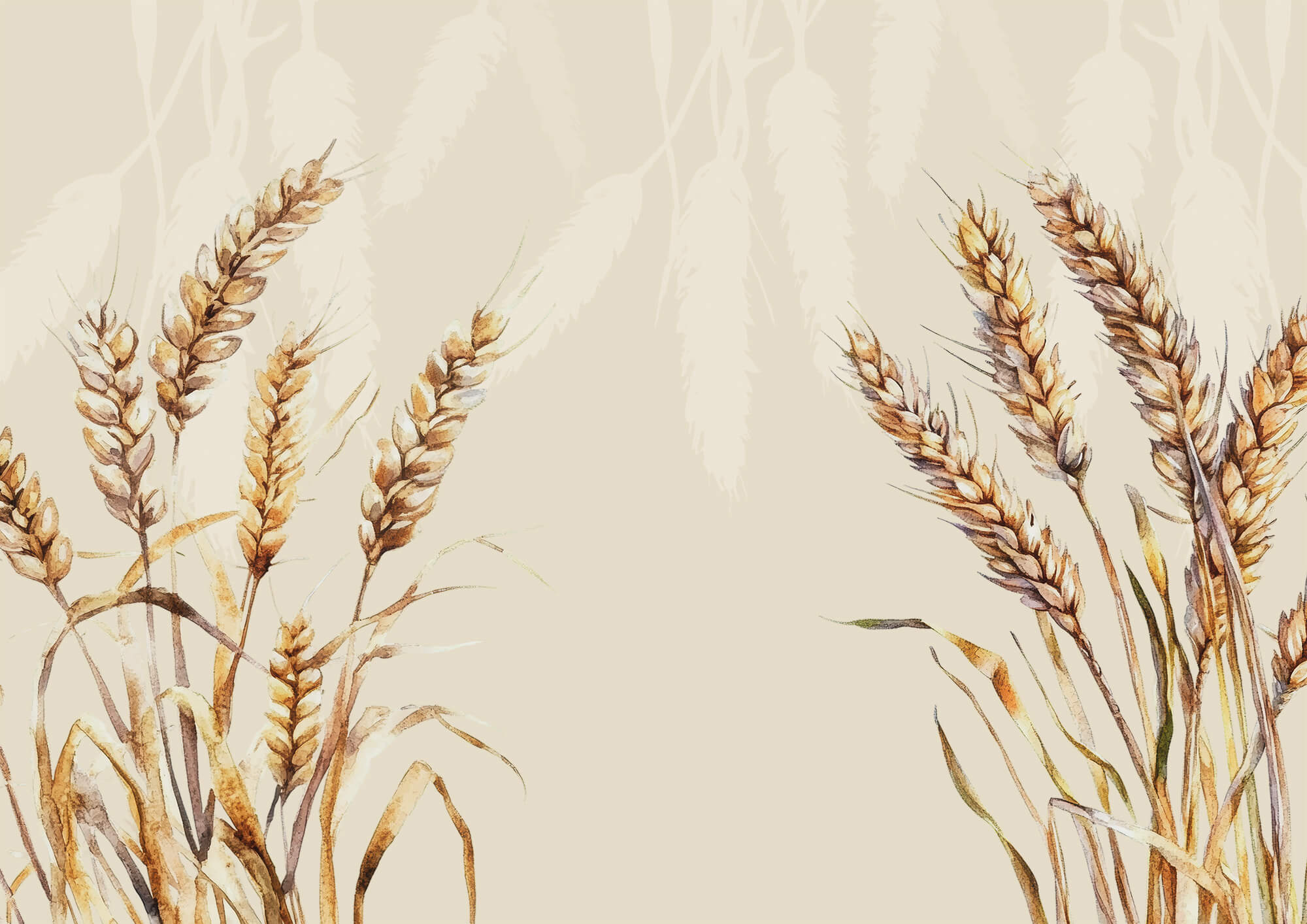 Painting of wheat on a white background