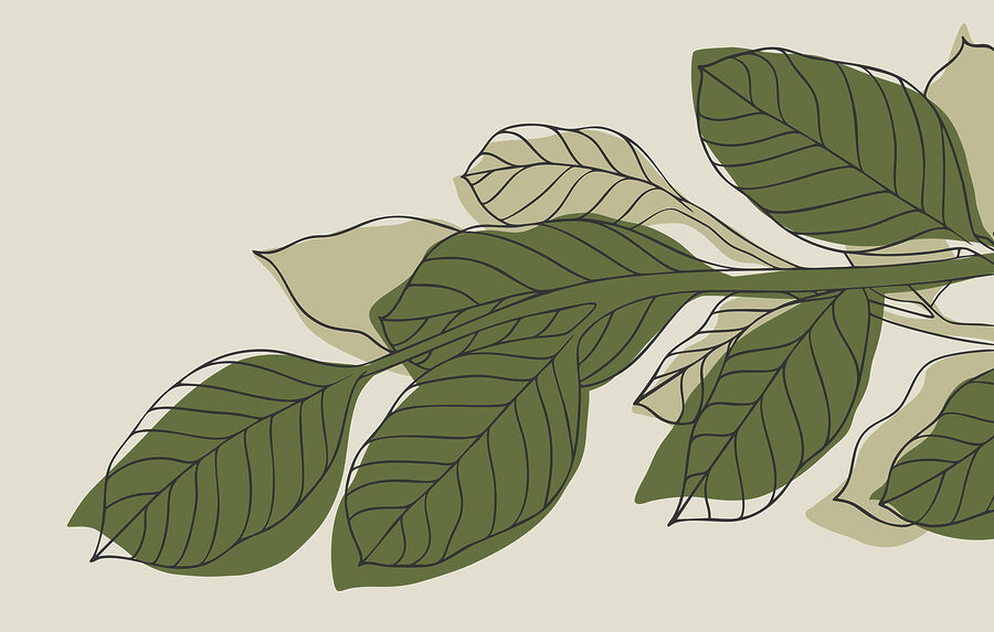 Pianta a foglia verde con linee nere
