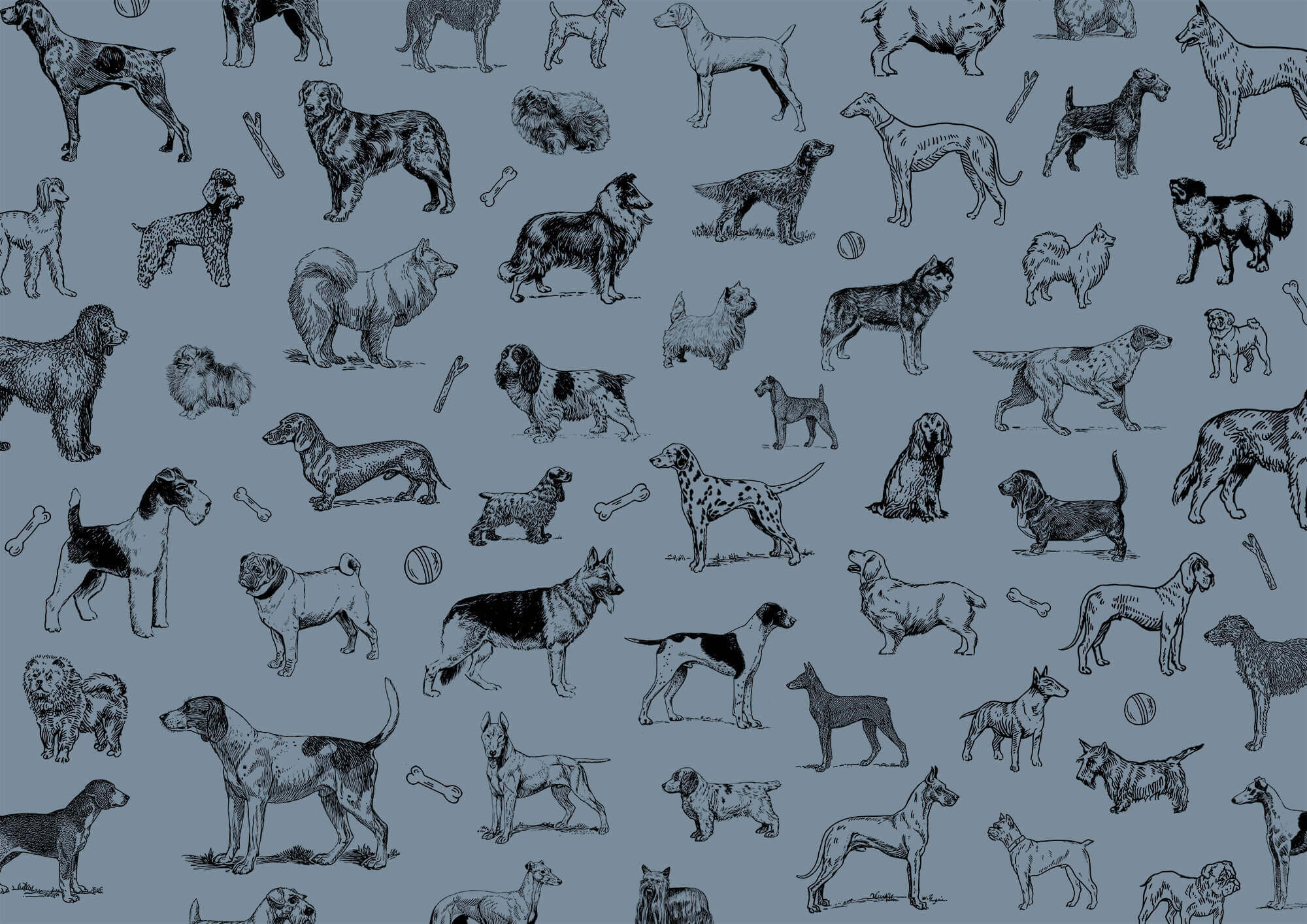 Group of dogs on a blue background Group of dogs on a blue background