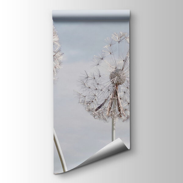 Group of dandelions with seeds Group of dandelions with seeds