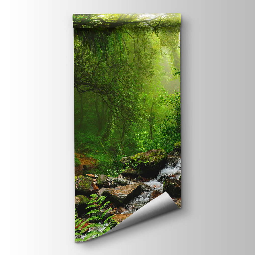 Stream running through a forest