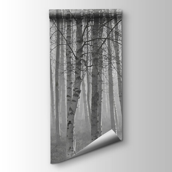 Group of trees in a forest Group of trees in a forest