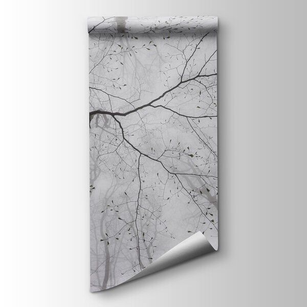 Looking up at trees in the fog