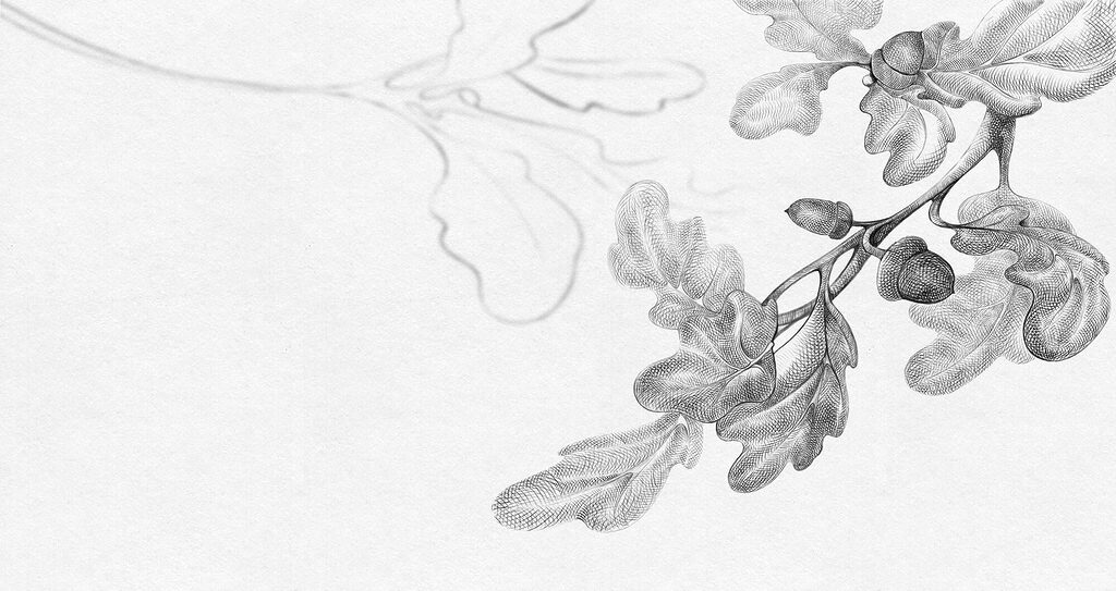 Drawing of a branch with leaves Drawing of a branch with leaves