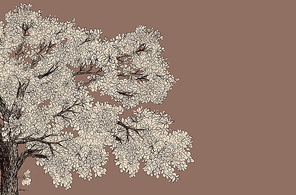 Tree with white flowers Tree with white flowers