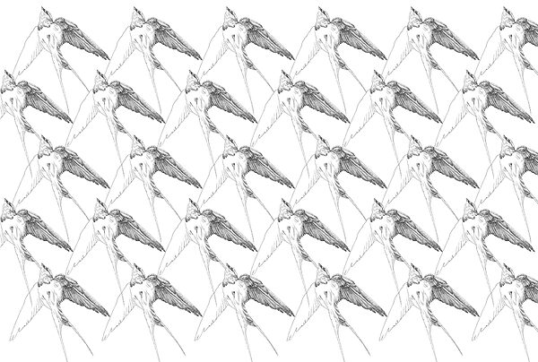 Group of birds with wings