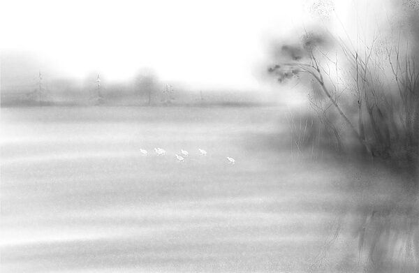 Birds in a field Birds in a field