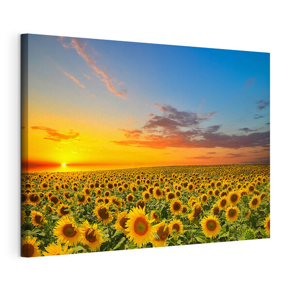 Quadri Un campo di girasoli al tramonto