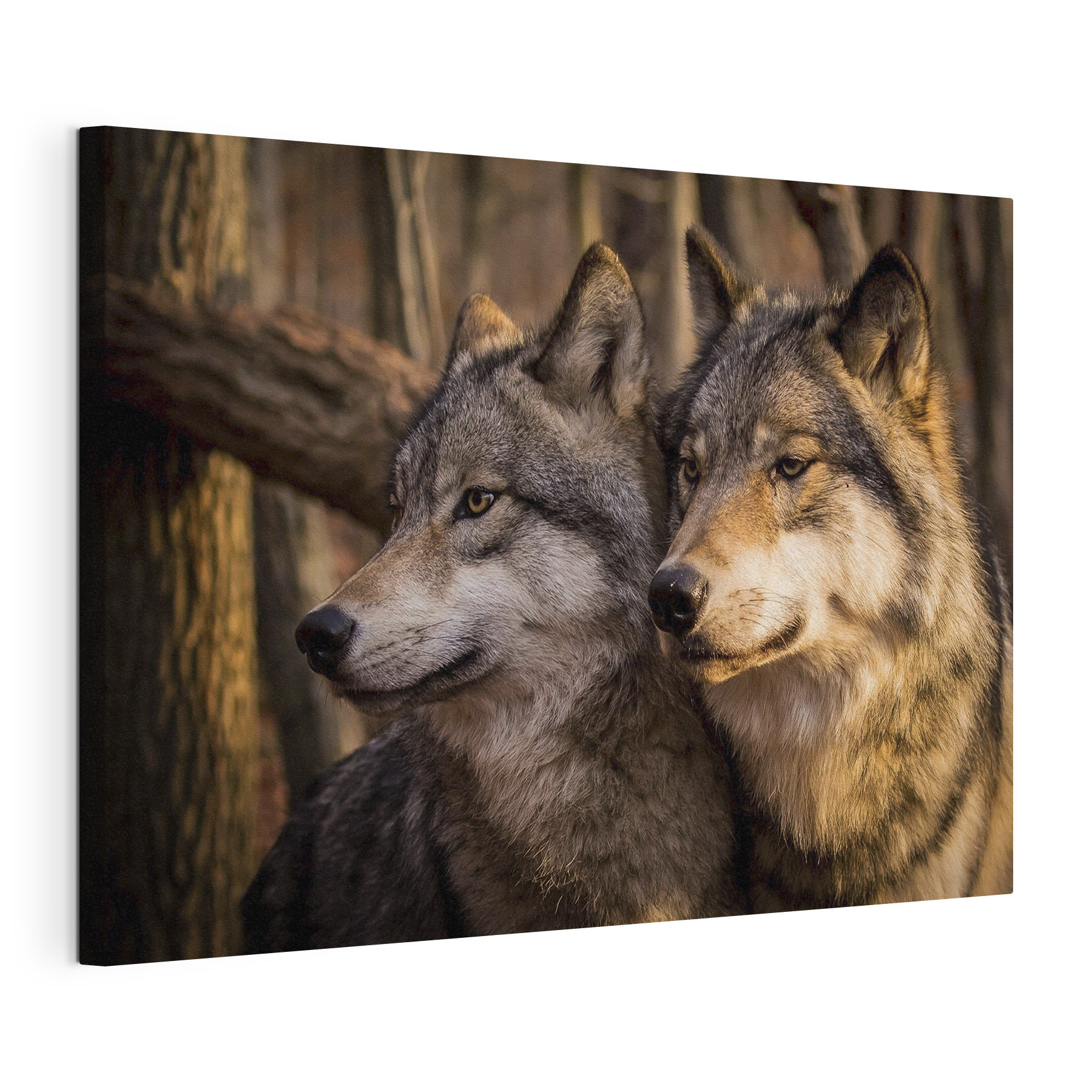 A couple of wolves in the woods
