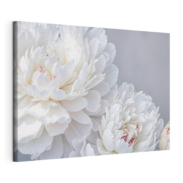 Quadri Primo piano di fiori bianchi