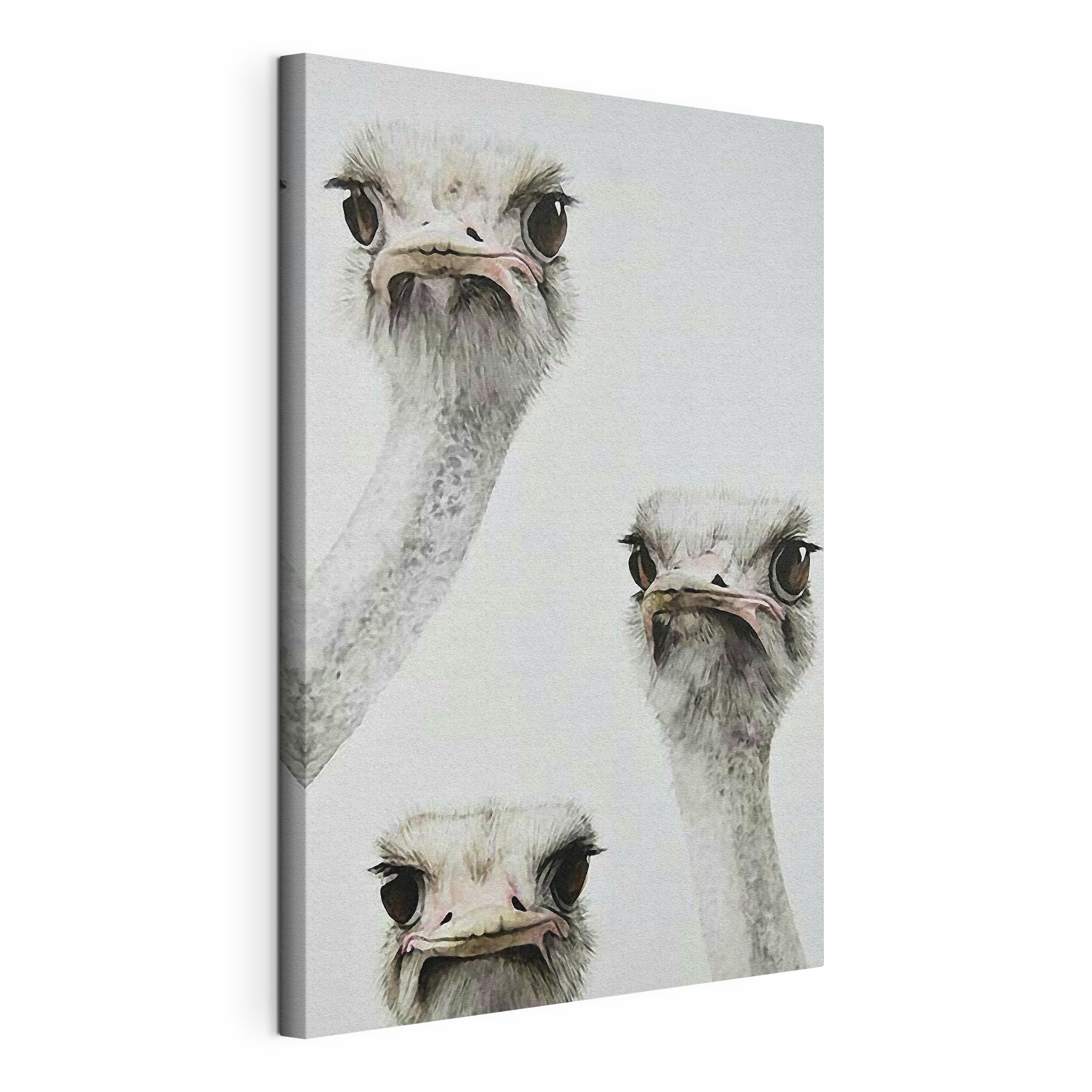 Group of ostriches with their heads up