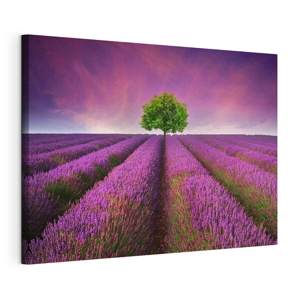 Un albero in un campo di lavanda Quadri Un albero in un campo di lavanda