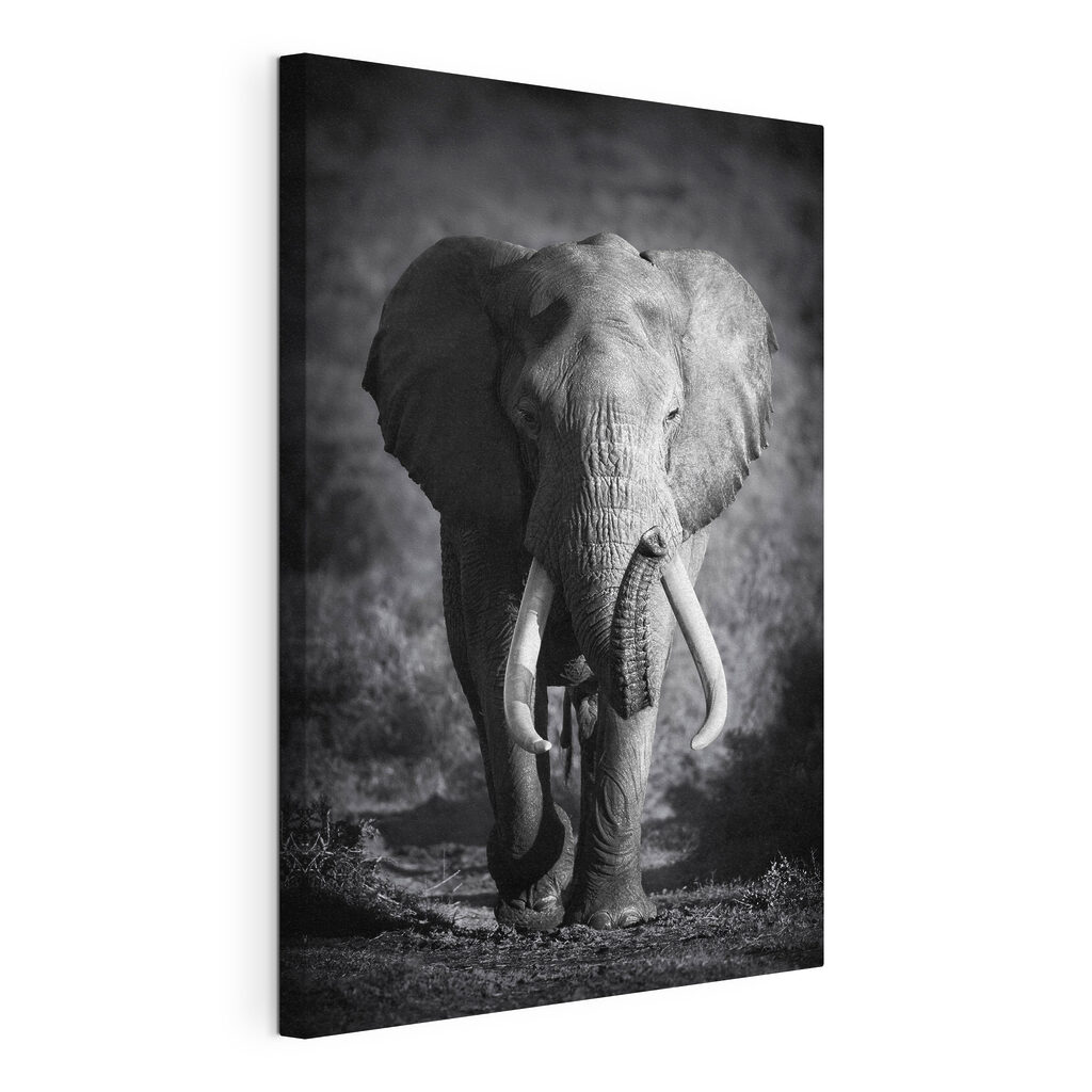An elephant with tusks walking