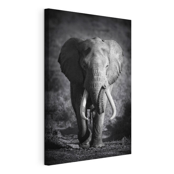 Quadri Un elefante con le zanne che cammina (COD: s08133) Quadri Quadri Un elefante con le zanne che cammina (COD: s08133)