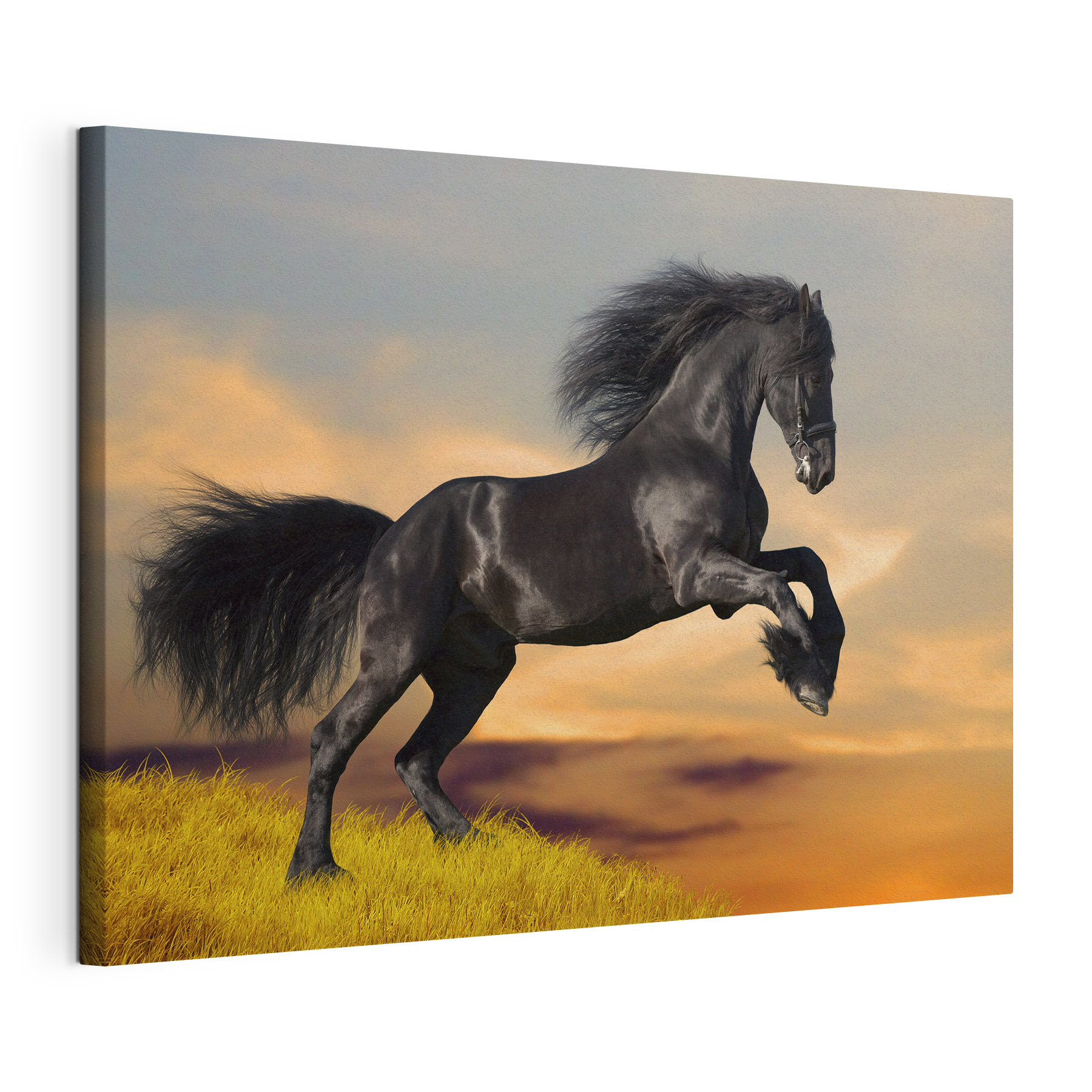 A black horse jumping in the air A black horse jumping in the air