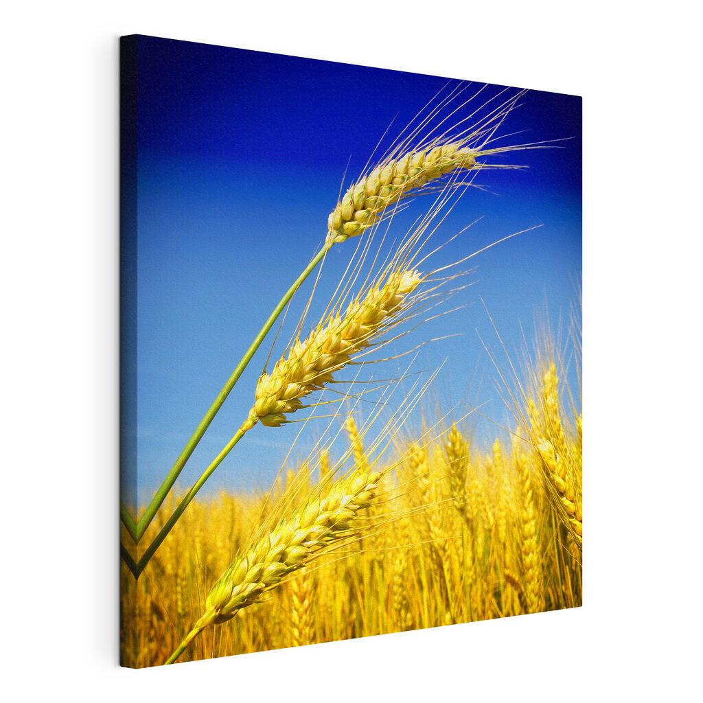 Wheat swaying under a blue sky