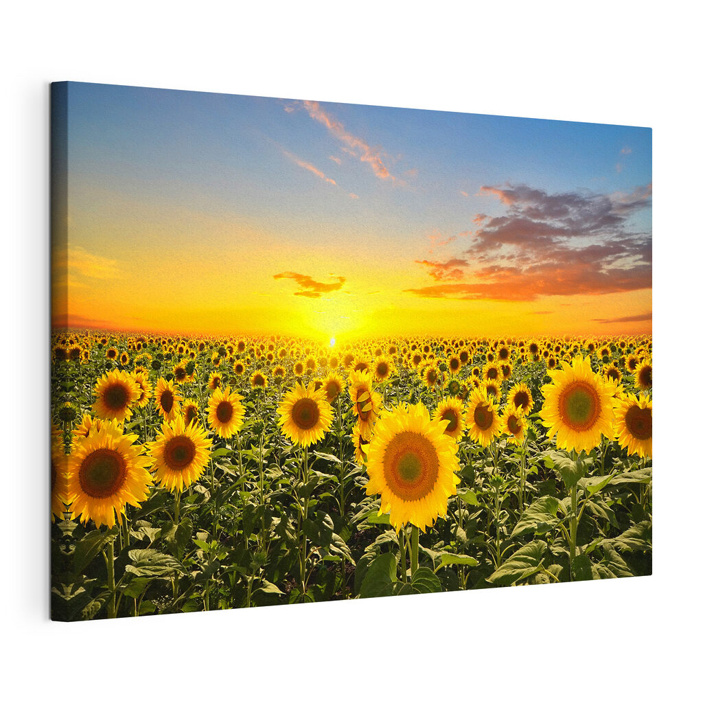 A field of sunflowers and a sunset A field of sunflowers and a sunset