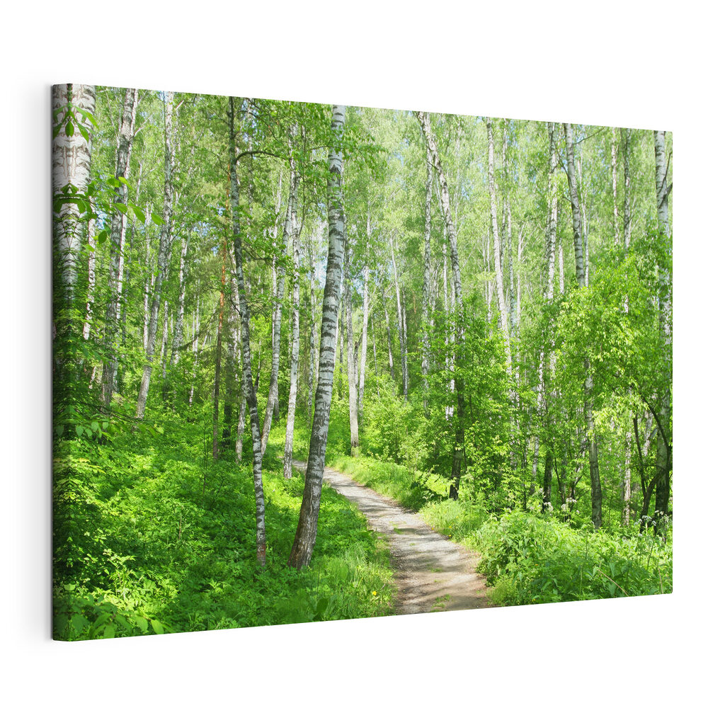 A path through a forest