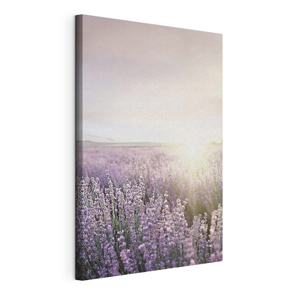 Quadri Quadri Campo di lavanda illuminato dai raggi del sole (COD: s23628)