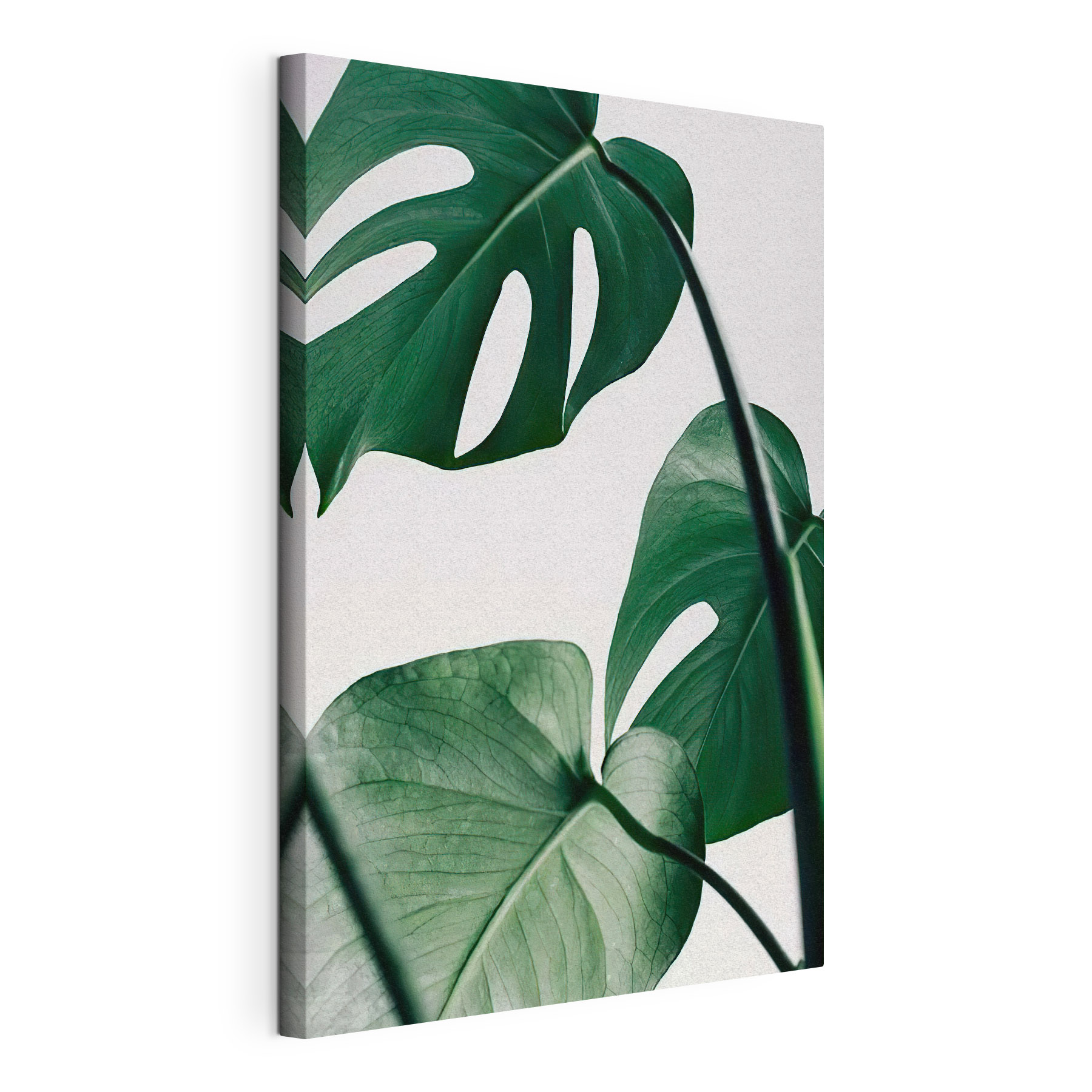Delicate foliage against white backdrop Delicate foliage against white backdrop