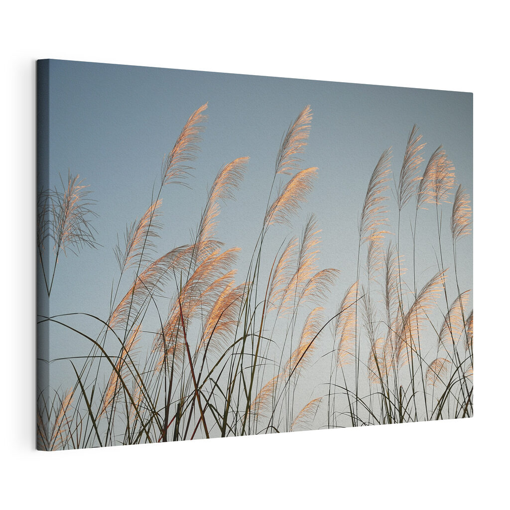 A group of tall grass A group of tall grass