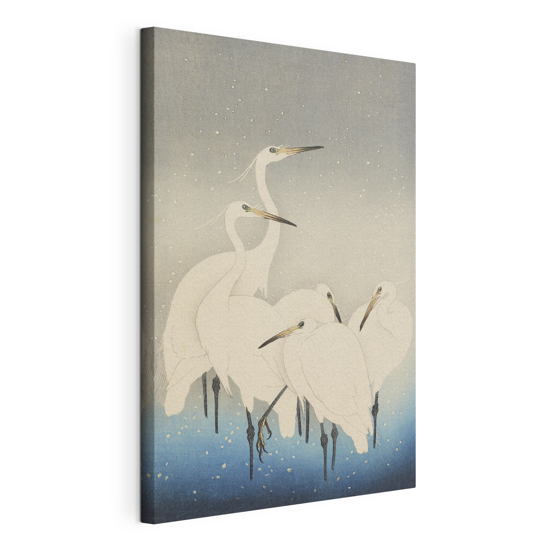 A group of white birds with long beaks A group of white birds with long beaks